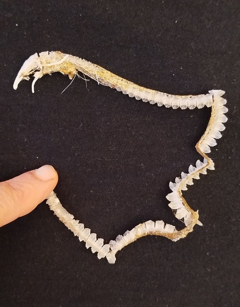 Identificazione scheletro